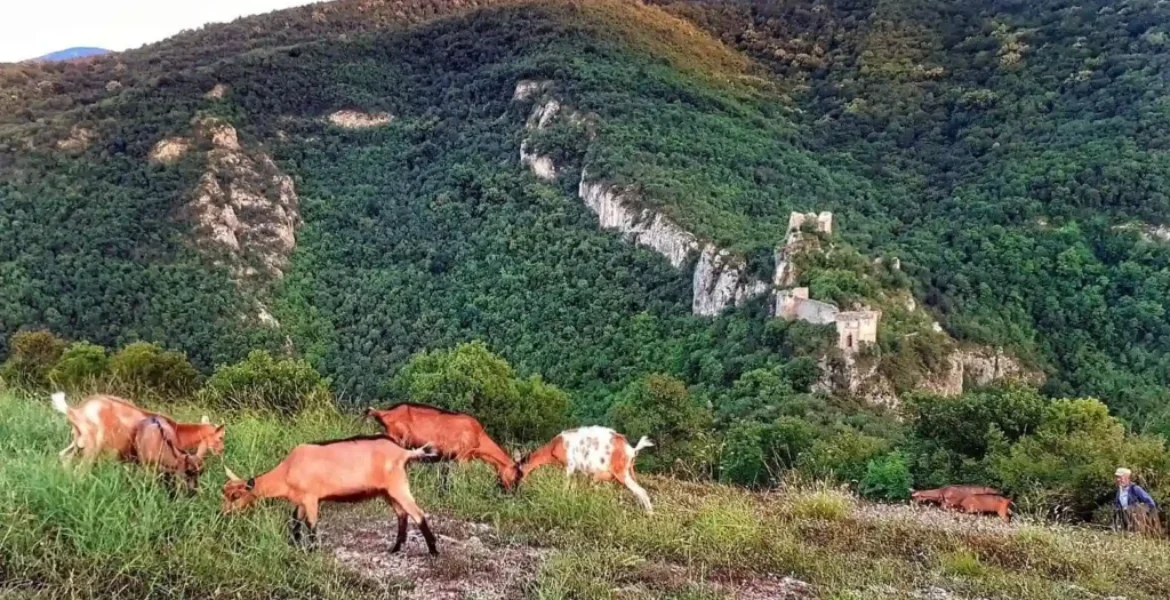 Pogled na tvrđavu Sokograd okruženu šumom i planinskim predelom kod Sokobanje