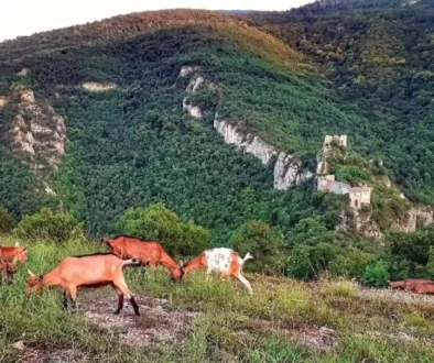 Pogled na tvrđavu Sokograd okruženu šumom i planinskim predelom kod Sokobanje