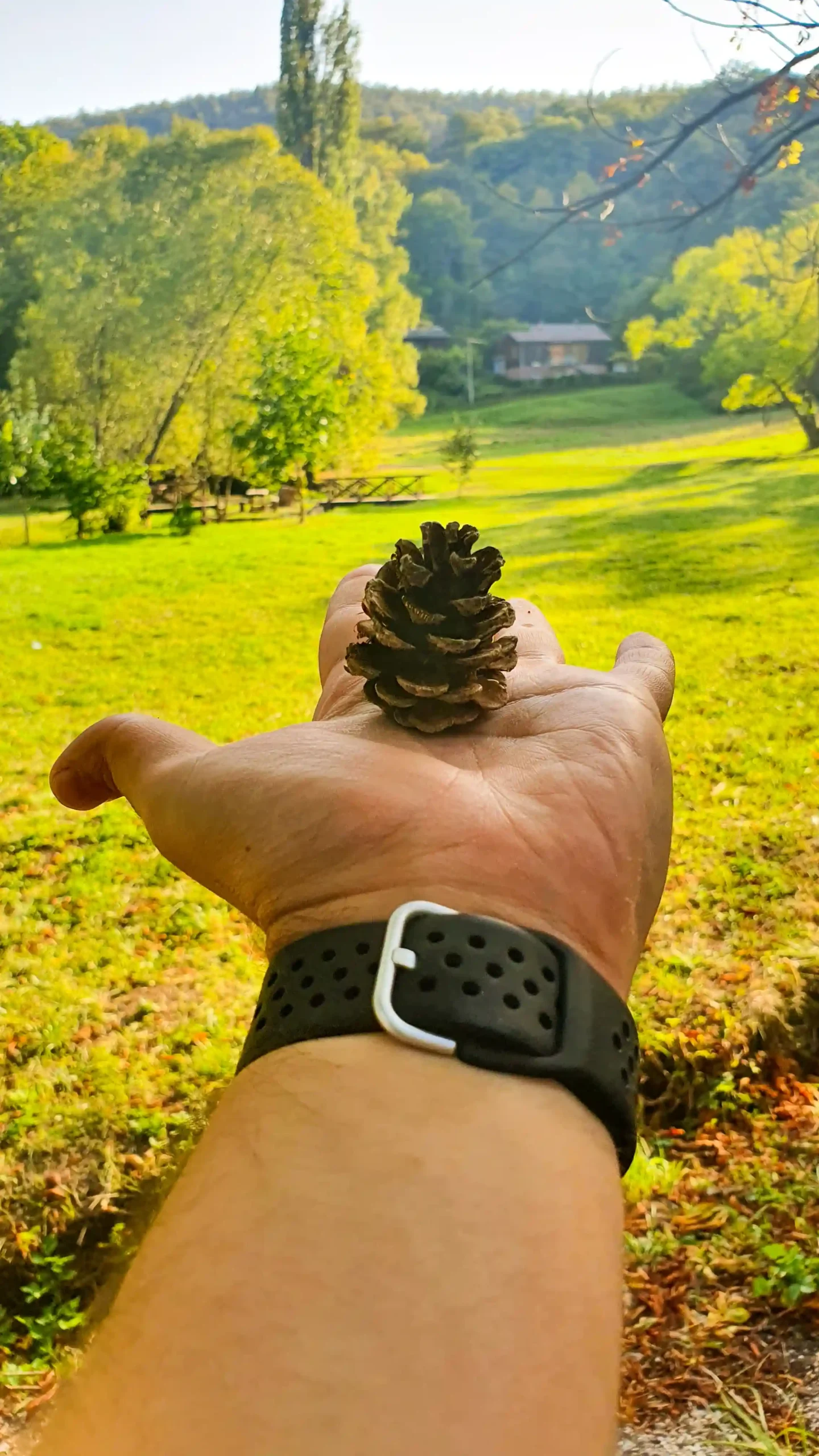 Priroda Sokobanje, šišarka u ruci i zeleno izletište u pozadini