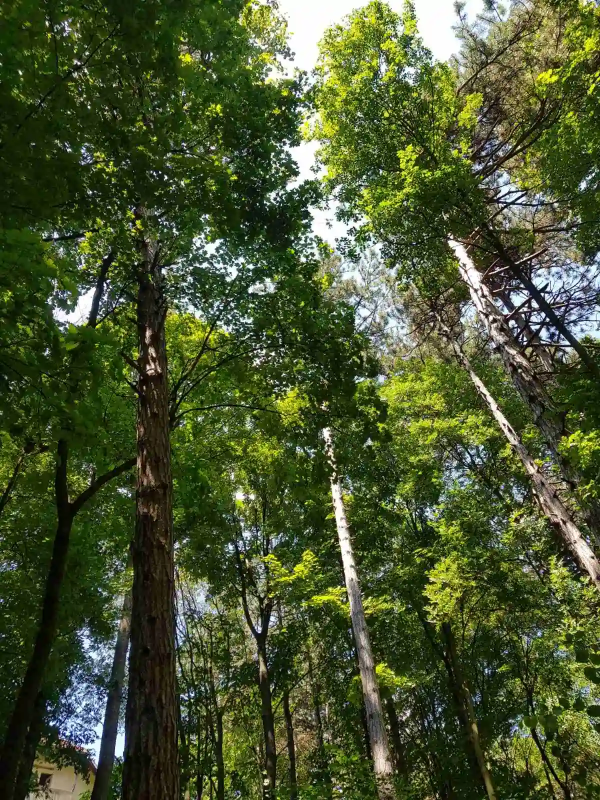 Priroda Sokobanje, visoka stabla i zelenilo u šumskom okruženju