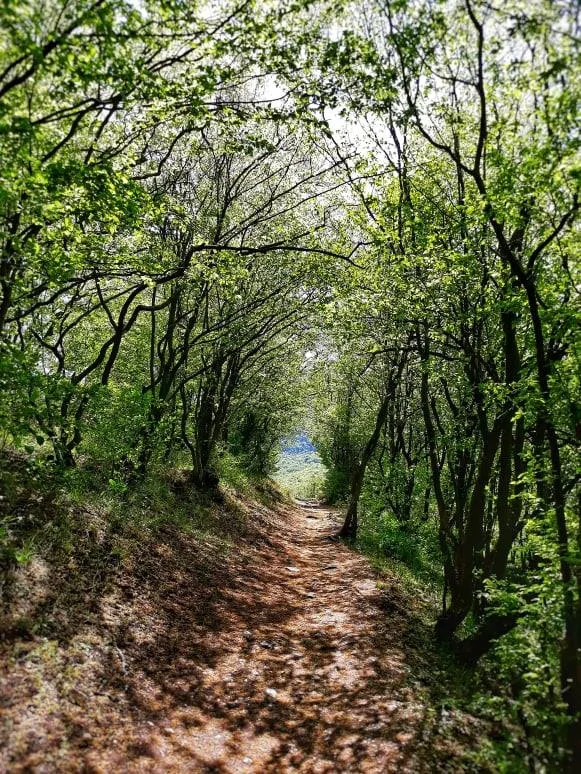 Šumska staza u prirodi Sokobanje za šetnju i odmor