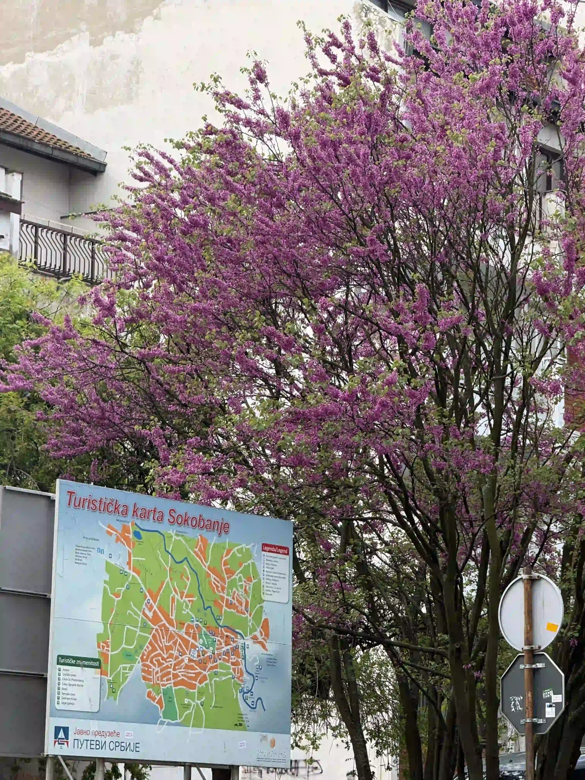 Turistička karta Sokobanje u centru banje